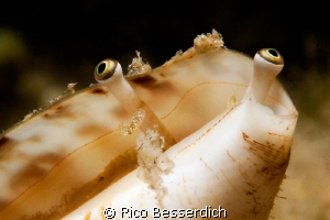 sea shell close-up by Rico Besserdich 